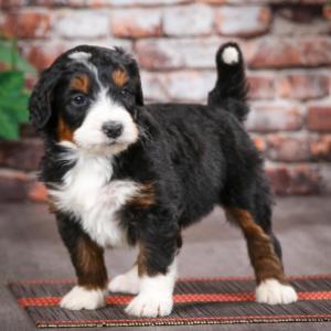 Bernedoodle breeders best sale near me